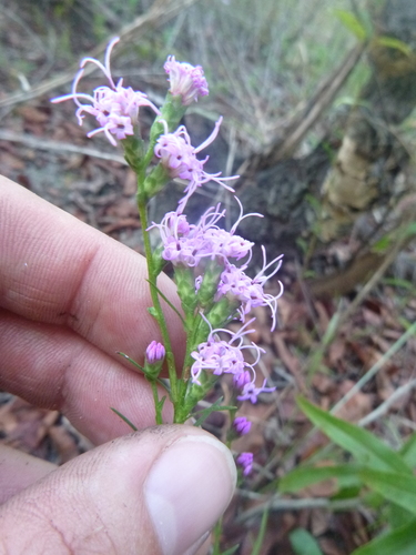 Image of Liatris virgata by no rights reserved