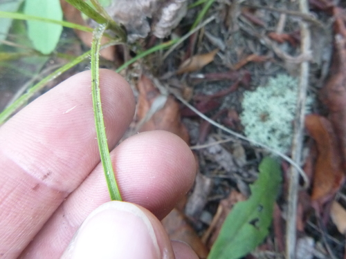 Image of Liatris virgata by no rights reserved