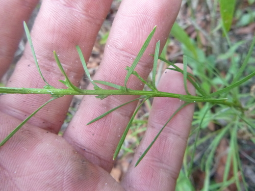 Image of Liatris virgata by no rights reserved
