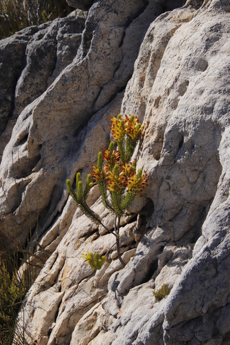 Image of Erica pinea by (c) Tony Rebelo, some rights reserved (CC BY-SA)