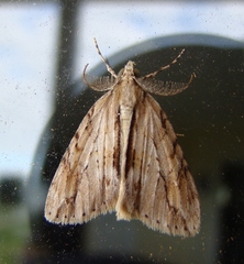 Pseudocoremia lupinata