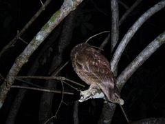 Otus rutilus rutilus