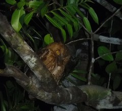 Otus rutilus rutilus