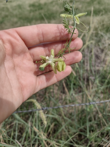 Abobra tenuifolia (Abobra tenuifolia)