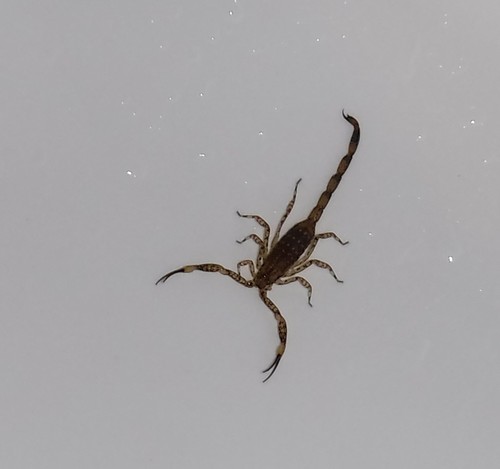 Tityobuthus guillaumeti