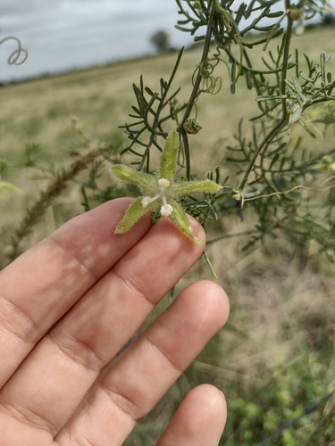 Image of Abobra tenuifolia by (c) María Zeta, some rights reserved (CC BY)