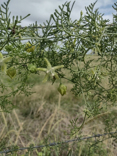 Image of Abobra tenuifolia by (c) María Zeta, some rights reserved (CC BY)
