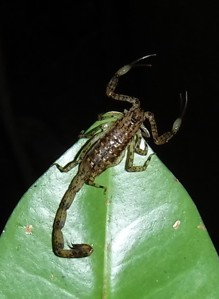 Tityobuthus guillaumeti