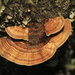 平絲變色臥孔菌 - Photo 由 Apipa 所上傳的 (c) Apipa，保留部份權利CC BY-NC