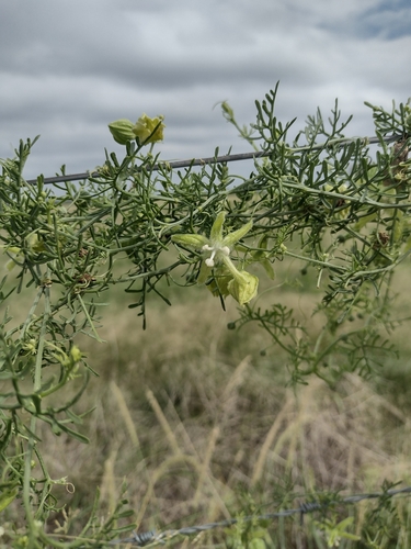 Image of Abobra tenuifolia by (c) María Zeta, some rights reserved (CC BY)