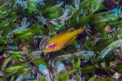 Sideburn Wrasse photo 1