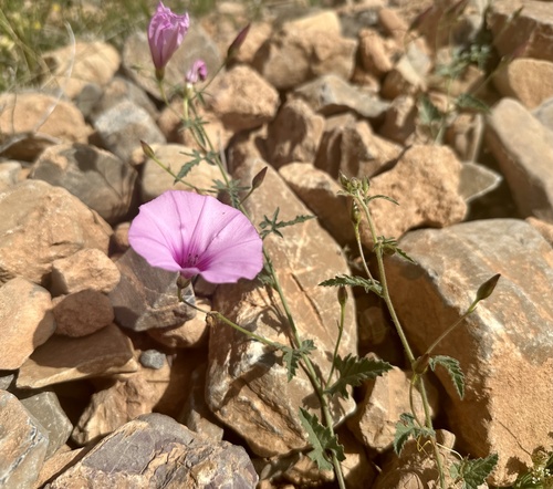 Mallow Bindweed