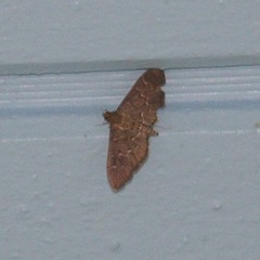 Pilocrocis ramentalis