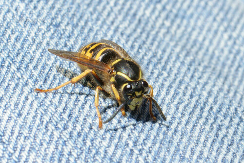 osa podstrešná (Dolichovespula saxonica)