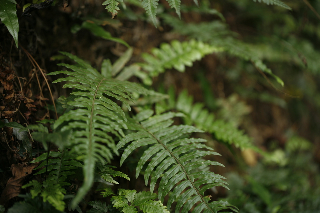Microlepia hookeriana