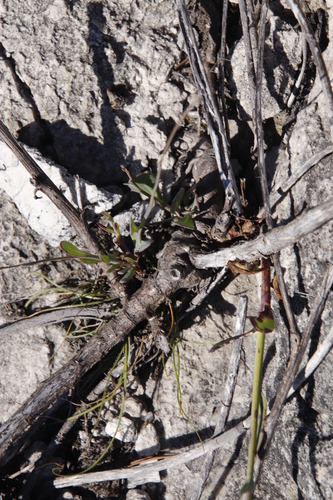 Image of Othonna multicaulis by (c) Tony Rebelo, some rights reserved (CC BY-SA)
