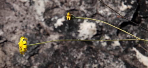 Image of Othonna multicaulis by (c) Tony Rebelo, some rights reserved (CC BY-SA)
