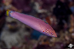 Threespot Wrasse photo 1