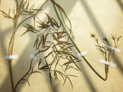 Baltic parsley (Cenolophium denudatum)