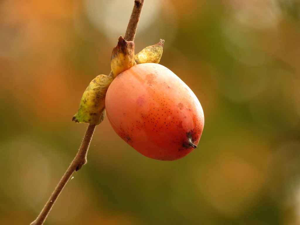 Diospyros virginiana, Washington, District of Columbia, United States
