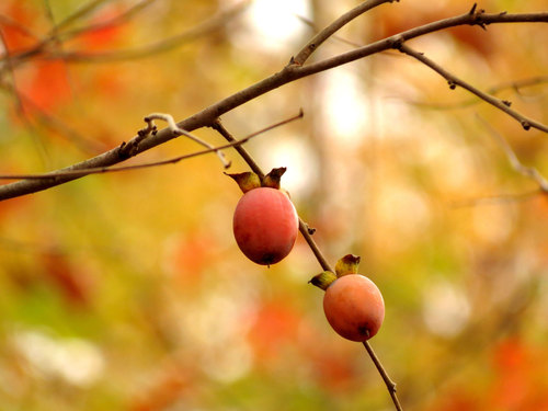 Diospyros virginiana