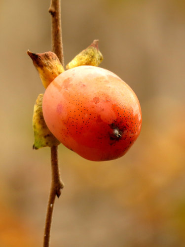 Diospyros virginiana