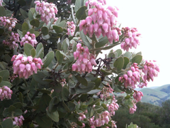 Arctostaphylos auriculata