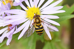 Syrphus knabi