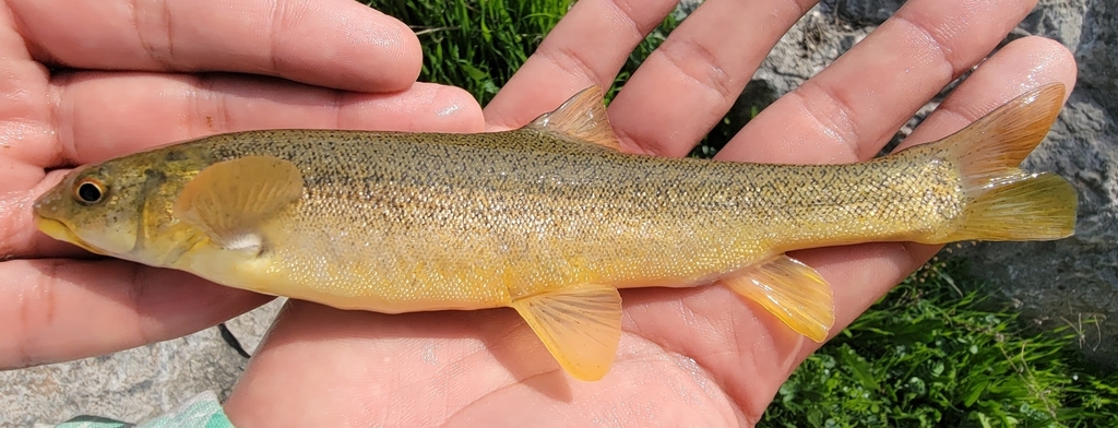 Schizothorax eurystomus