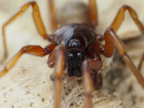 Harpactea rubicunda