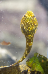 Chilean Clingfish photo 5
