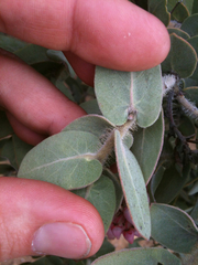 Arctostaphylos auriculata