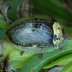Physonota alutacea