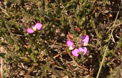 Polygala pubiflora