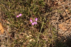 Polygala pubiflora