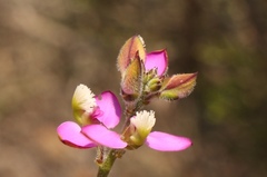 Polygala pubiflora