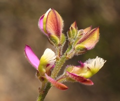 Polygala pubiflora