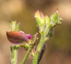 Polygala pubiflora