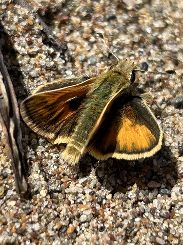 Sandhill Skipper photo 5