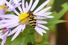 Syrphus knabi