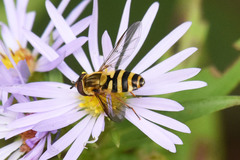 Syrphus knabi