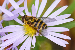Syrphus knabi