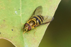 Syrphus knabi
