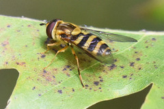 Syrphus knabi