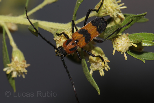 Erythrochiton jucundum (Gounelle, 1913)