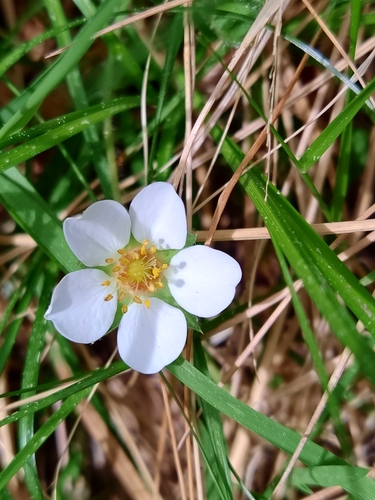 Image of Potentilla montana by (c) Carminda Santos, some rights reserved (CC BY)