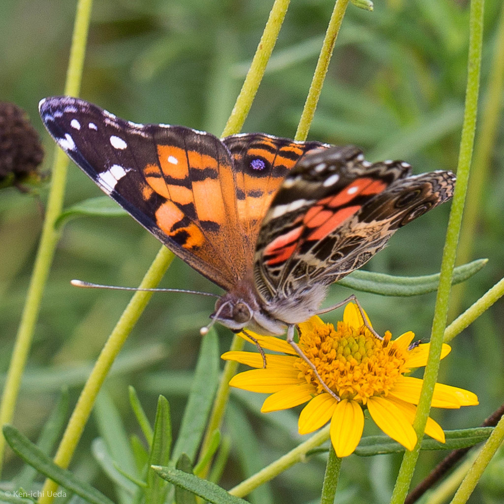 American Lady (Yosemite National Park Butterfly Guide 🦋) · iNaturalist