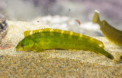 Emerald Weedfish photo 1