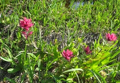 Castilleja parviflora oreopola