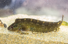 Emerald Weedfish photo 3